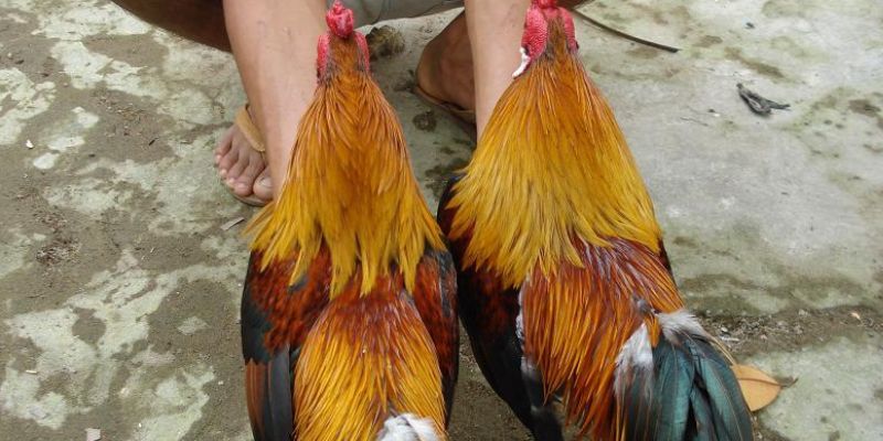 Sư kê cần nắm được bí kíp xem ngày gà đá chuẩn nhất