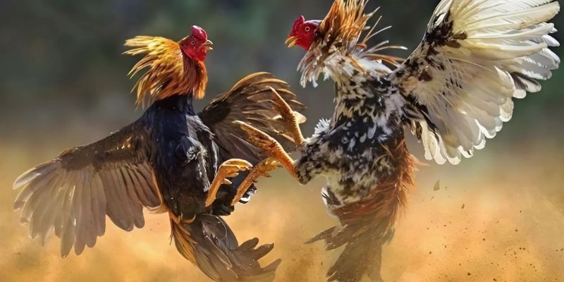 Hãy tìm cách áp dụng để bí kíp xem ngày gà đá mang lại hiệu quả