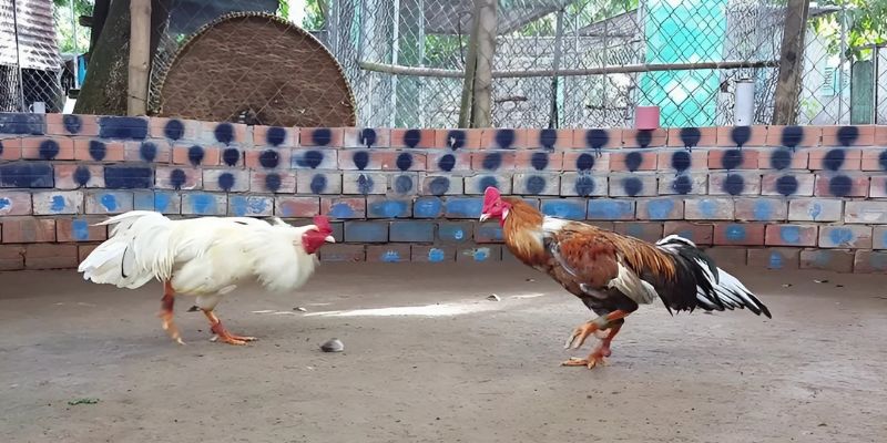 Đá gà Philippines có hành trình phát triển hằng trăm năm
