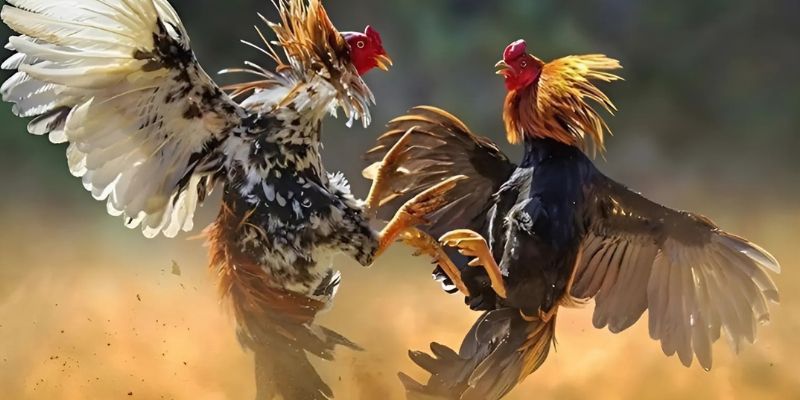 Hãy tìm hiểu các mẹo để thắng lớn với đá gà cúp C1 như cao thủ 