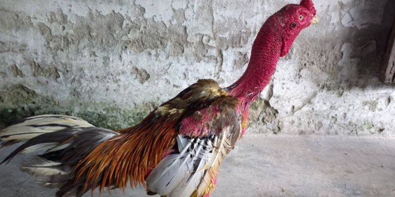 Bí kíp xem ngày gà đá có vai trò quan trọng